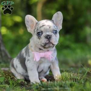 Petunia, French Bulldog Puppy